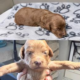 Ziti - Red female Cockapoo puppy in Clarks Summit, Pennsylvania from M&M Cockapoos