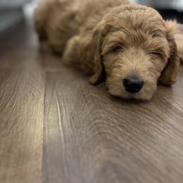 Goldendoodle Puppies from Old Line Doodles