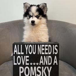 Demi - Black and white female Pomsky puppy in Henderson, Kentucky from Paris Pomskies