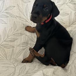 Girl 3 - Black and rust female Doberman Pinscher puppy in Murrieta, California from Noble Doberman