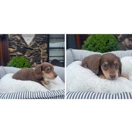 Bruno - Chocolate and cream male Dachshund puppy in Warrior, Alabama from Bountiful Dachshunds