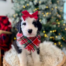 Chili - female Australian Mountain Doodle puppy in Taylors, South Carolina from Aspen Mountain Doodles LLC
