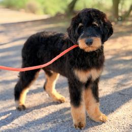 Otis - Phantom male Bernedoodle puppy in Wickenburg, Arizona from Houskerville Doodles