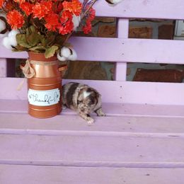 Pumpkin Spice Latte - Chocolate merle female Pomeranian puppy in Ada, Oklahoma from Once Upon A Puff