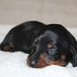 2500 AKC Black and Tan Girl - Black and tan female Dachshund puppy in Arcadia, Florida from JB Dachshunds
