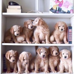 Goldendoodle and Labradoodle Puppies from Artisan Doodles