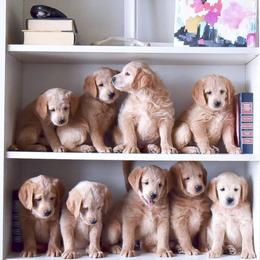 Goldendoodle and Labradoodle Puppies from Artisan Doodles