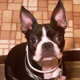 Boston Terriers from Beth's Boston Terriers