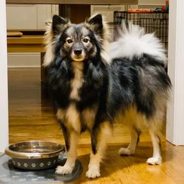 Pomeranian and Pomsky All Grown Up from Alpha Poms & Pomskies