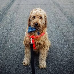 Bernedoodles and Goldendoodles from Doni Doodles & Danes