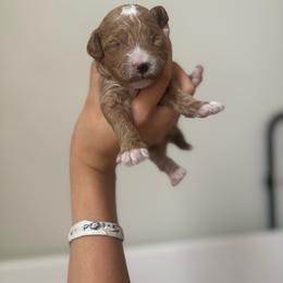 Apollo - Red  male Goldendoodle puppy in Noblesville, Indiana from R and H Doodles