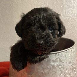 Miniature Schnauzers from Okie Girl Schnauzers