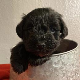 Miniature Schnauzers from Okie Girl Schnauzers