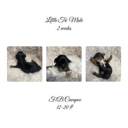 Brown-smaller Tri color - Tri-color male Cavapoo puppy in Clarksville, Iowa from Iowa Heartland Doodles