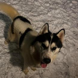 Siberian Husky puppies from LaddofOzz DarkMoon Siberians