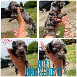 Boy 1 - Dapple male Dachshund puppy in Rushsylvania, Ohio from DNP Doxies