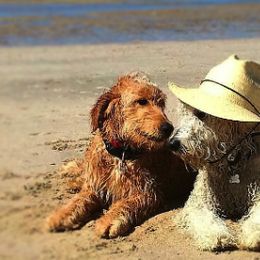 Aussiedoodles, Bernedoodles, and Goldendoodles from Arizona Goldendoodles