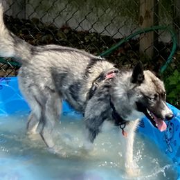 Siberian Huskies from Smith's Huskies