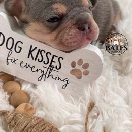 French Bulldog Puppies from Bates Bulldogs