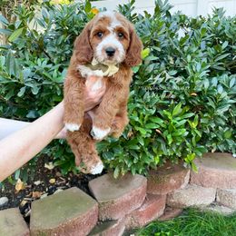 Bernedoodle and Cavapoo Puppies from Wonderful World Doodles