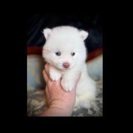 Remus - White male Pomsky puppy in Perkins, Oklahoma from A-Dream Pomsky Kennel