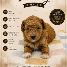 Percy - Red  male Poodle puppy in Grass Valley, California from Sapphire Ridge Poodles