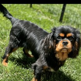 Charlie - Cavalier King Charles Spaniel
