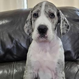 Silver - Mantle merle male Great Dane puppy in Castle Rock, Washington from Uber Alles Great Danes