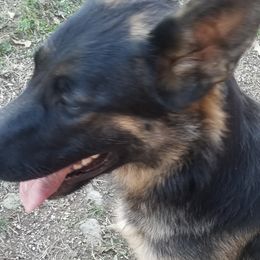 Girl 2 Wenna - Black and red German Shepherd puppy in Wright County, Missouri from The Old Red Barn Kennel