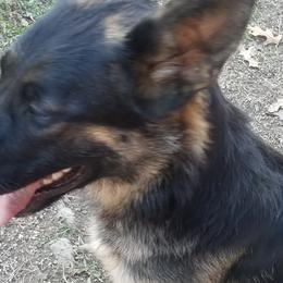 Girl 2 Wenna - Black and red German Shepherd puppy in Wright County, Missouri from The Old Red Barn Kennel