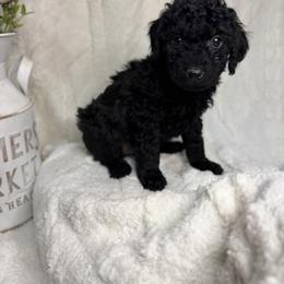 Denver - Black and white male Aussiedoodle puppy in North Olmsted, Ohio from Iron Doodles