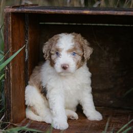 Aussiedoodle, Australian Mountain Doodle, Bernedoodle, and Labradoodle Puppies from Doodles & Co