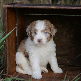 Aussiedoodle, Australian Mountain Doodle, Bernedoodle, and Labradoodle Puppies from Doodles & Co