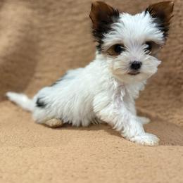 Pluto - Parti male Yorkshire Terrier puppy in Fredericksburg, Virginia from VA Exclusive Yorkies