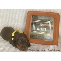 Dachshund Puppies from Marissa's Dachshunds (BooneDox Mini Dachshunds)