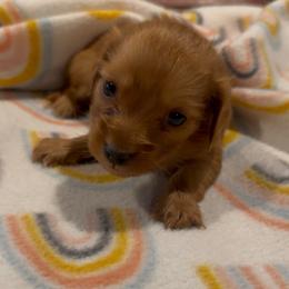 Tiny - Red male Dachshund puppy in Kempner, Texas from House of Dachshunds Texas