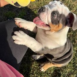 Bulldog Puppies from Reyes Bulldogs of North Georgia