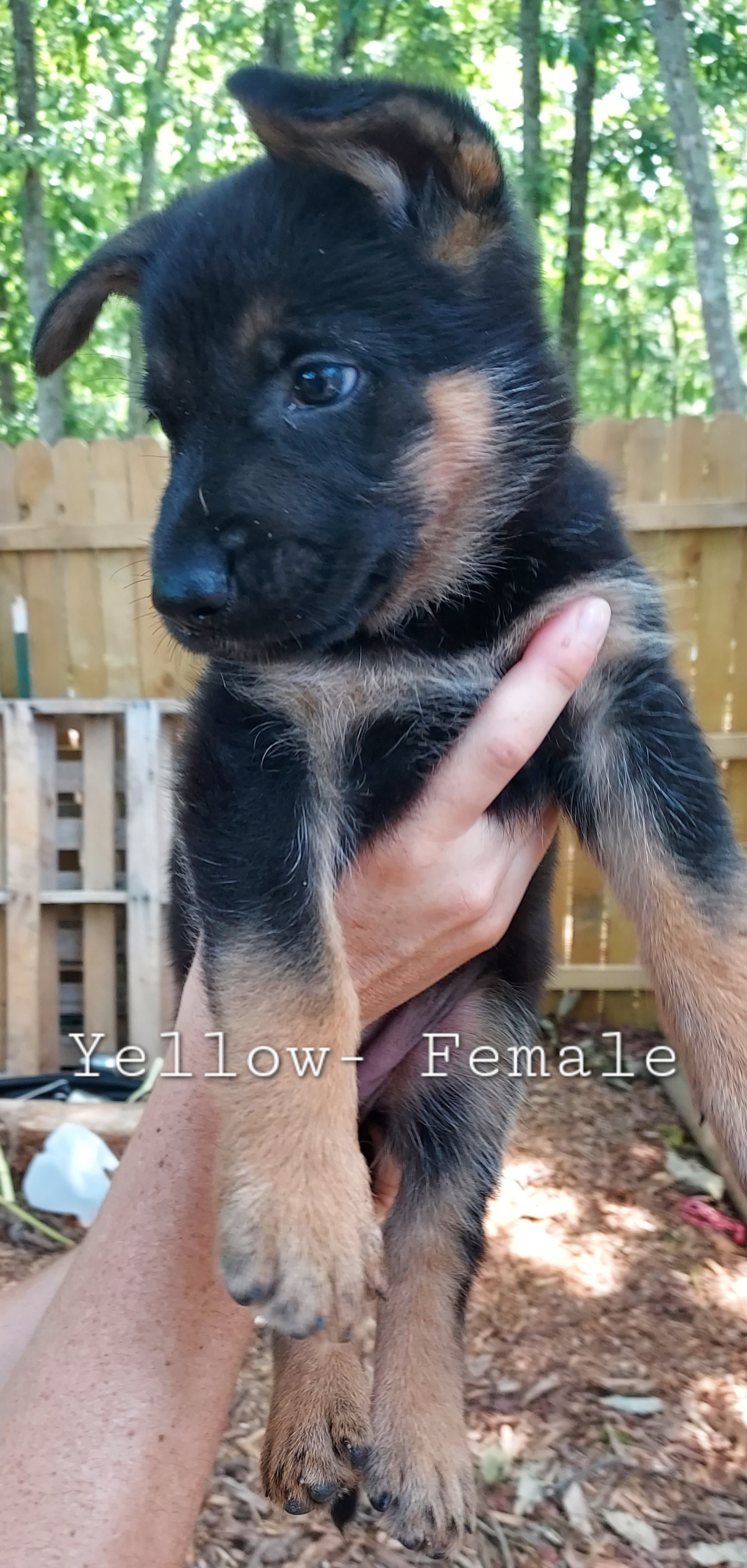 German Shepherd Puppies from Hanson Hill Farm, LLC
