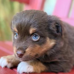 Hershey - Red tri female Miniature Australian Shepherd puppy in Buchanan, Georgia from Stanleyville Farm Mini Aussies