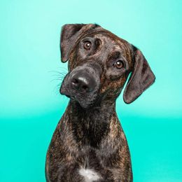 Catahoula Leopard Dog Puppies from Bons Temps Catahoulas