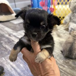 Boy 1 - Black and tan male Chihuahua puppy in Summerfield, Florida from Uey’s Chihuahuas