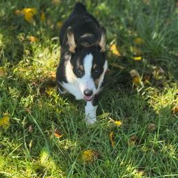 Cookie - Black and white female American Corgi puppy in Nortonville, Kansas from Low Riders Corgis & Mini Aussies