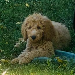 Goldendoodle All Grown Up from Lake Erie Puppies