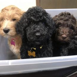 Goldendoodles from Luna Belle's Goldendoodles
