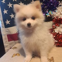 SPIKY - White male Pomeranian puppy in Lore City, Ohio from Tonia's Pomeranians