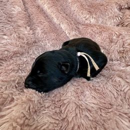 Pink collar - Black and tan female Shiloh Shepherd puppy in Watchung, New Jersey from Blue Moon Shilohs