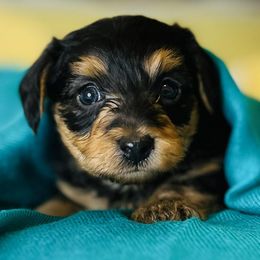 Yorkipoos from Goldcountryyorkiepoos