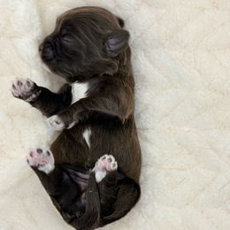 Girl 4 - Chocolate female Havanese puppy in Elkins, Arkansas from Havana Knights Havanese
