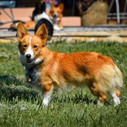 Ava - Pembroke Welsh Corgi