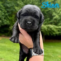 Shiner - Black female Labrador Retriever puppy in Lenoir, North Carolina from Wooten Retrievers